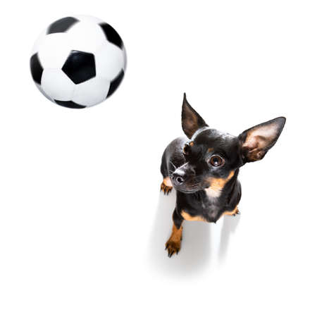 soccer football prague ratter dog playing with leather ball, isolated on white background and german flagの写真素材