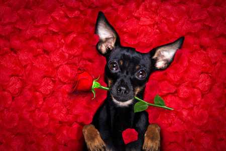 prague ratter dog in roses petal bed falling in love for valentines day or mothers or father day and...