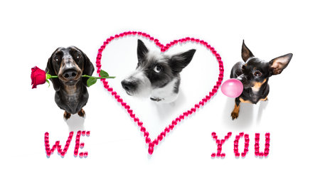 group row team of dogs on valentines love heart shape with I love you sign as background isolated on whiteの写真素材