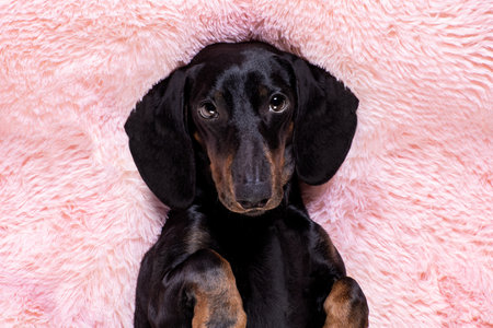 sausage dachshund dog looking and staring at you, while lying on bed full of marshmallows as background, in love, pink rose in mouthの写真素材