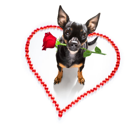 prague ratter dog on valentines love heart shape with I love you sign as background isolated on whiteの写真素材
