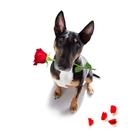 Miniature Bull Terrier dog on valentines love heart shape with I love you sign as background isolated on whiteの写真素材