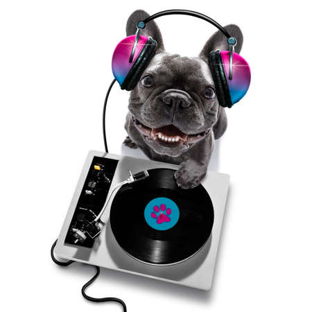 french bulldog dog playing music in a club with disco ball, isolated on white background, with vinyl record and scratching turntableの写真素材