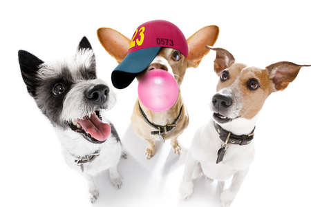 team group row of dogs taking a selfie isolated on white background, smile and happy snapshot