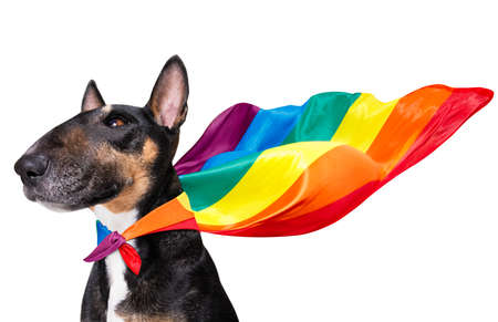 fairy funny gay bull terrier dog proud of human rights waving with lgbt rainbow flag and sunglasses, isolated on white backgroundの写真素材