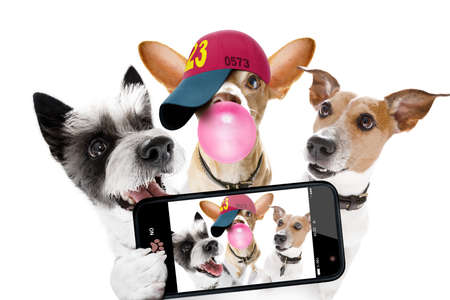 team group row of dogs taking a selfie isolated on white background, smile and happy snapshotの写真素材