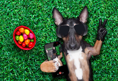 easter bull terrier dog with eggs isolated on white background for the holiday seasonの写真素材