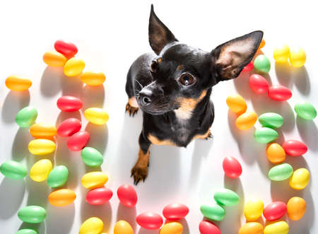 easter bull terrier dog with eggs isolated on white background for the holiday seasonの写真素材