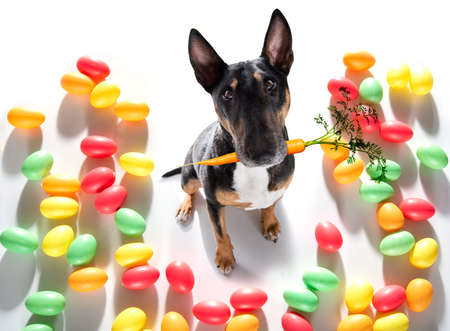 easter bull terrier dog with eggs isolated on white background for the holiday seasonの写真素材