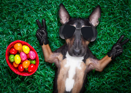easter bull terrier dog with eggs isolated on white background for the holiday seasonの写真素材