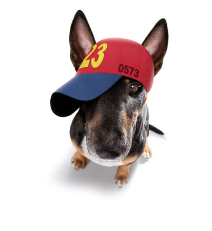 cool casual look bull terrier dog wearing a baseball cap or hat, sporty and fit, isolated on white backgroundの写真素材
