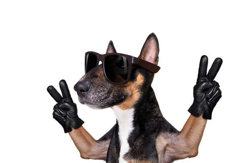bull terrier with victory and peace fingers isolated on white backgroundの写真素材