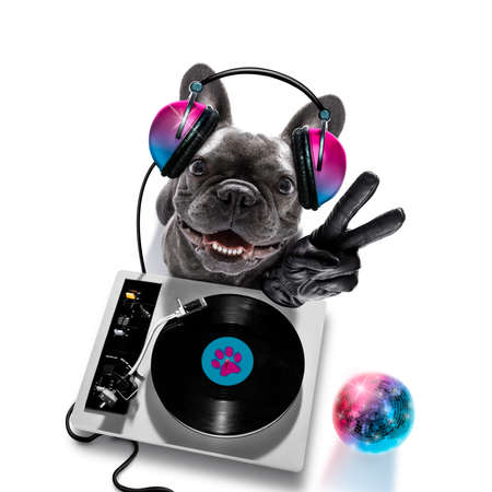 french bulldog dog playing music in a club with disco ball, isolated on white background, with vinyl record and scratching turntableの写真素材