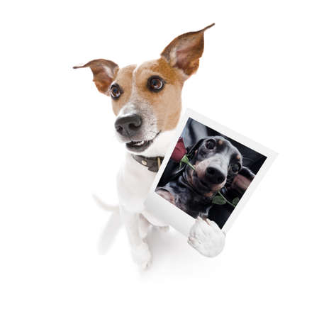 super funny jack russell dog holding a photograph with old retro style look isolated on white backgroundの写真素材