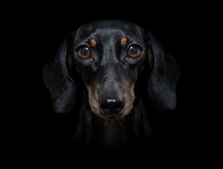 sausage dachshund dog isolated on black dark dramatic background looking at you frontalの写真素材