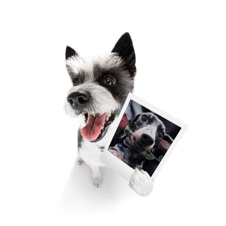 super funny poodle dog holding a photograph with old retro style look isolated on white backgroundの写真素材
