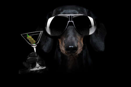 french bulldog dog in dark black isolated background, with martini cocktail drink celebrating and toasting, looking coolの写真素材
