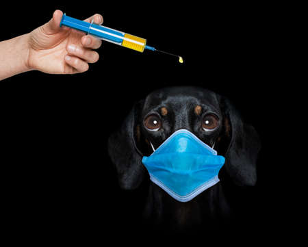 sick and ill dachshund sausage dog isolated on white background with face mask and viral coronavirus all overの写真素材
