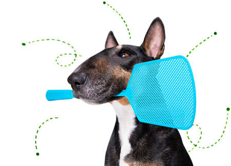 bull terrier dog considering the problem of tick insects and fleas, close to scratch its skin or fur, isolated on white background, with a fly swatterの写真素材