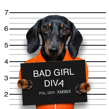 dachshund sausage dog holding a police department banner, as a mugshot photo, at police officeの写真素材