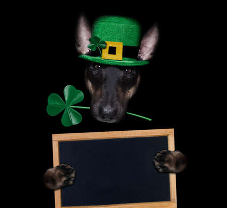 st patricks day bull terrier dog with lucky clover isolated on black dark dramtic background, holding blackboard banner posterの写真素材