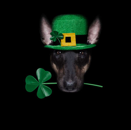 st patricks day dog with lucky clover isolated on black dark dramtic background, taking selfieの写真素材
