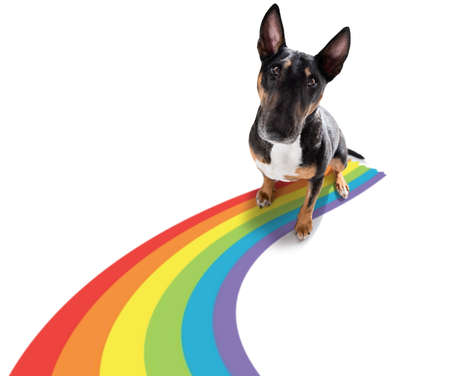fairy funny gay dog proud of human rights waving with lgbt rainbow flag, isolated on white backgroundの写真素材