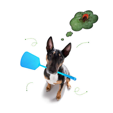 bullterrier dog in flea and tick season, isoalted on white backgroundの写真素材