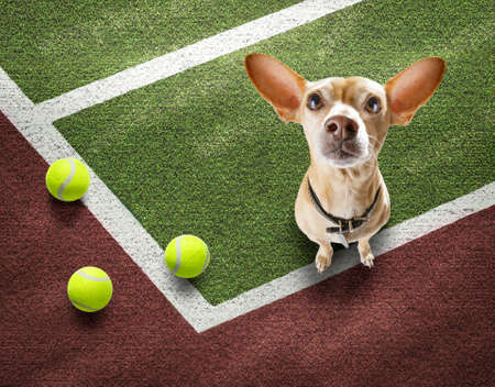 player sporty chihuahua dog on tennis field court with balls, ready for a play or gameの写真素材