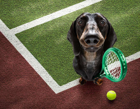 player sporty dachshund dog on tennis field court with balls, ready for a play or gameの写真素材