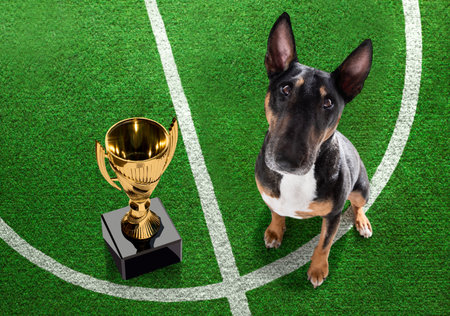 soccer bull terrier dog playing with leather ball, on football grass field and win a trophyの写真素材