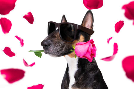 bull terrier dog on valentines love or mothers and fathers day with rose and petalsの写真素材