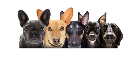 team group row of many dogs