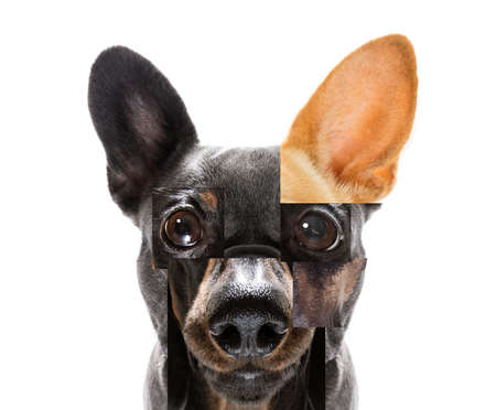 crazy funny puzzle head of couple of different dogs together and confusingの写真素材