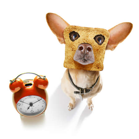 hungry chihuahua dog with toast for breakfast ready to start fresh the day with alarm clockの写真素材