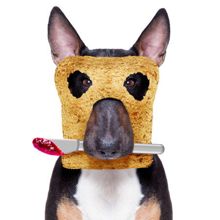 hungry bull terrier dog with toast for breakfast ready to start fresh the day, with marmalade knife in mouthの写真素材