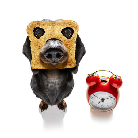 hungry dachshund sausage dog with toast for breakfast ready to start fresh the day with alarm clockの写真素材