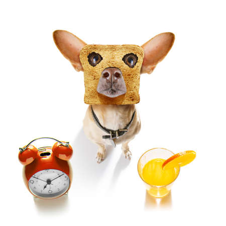 Hungry dog with toast for breakfastの写真素材