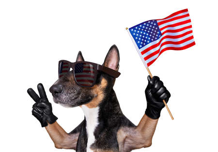 Bull terrier waving a flag of USA and victory or peace fingers on independence day 4th of July with sunglassesの写真素材