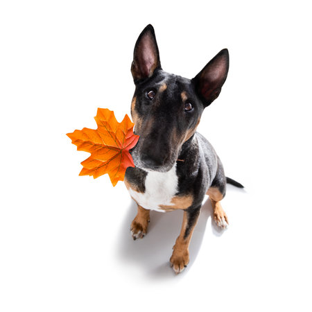 dog in atumn with leaf in mouth waiting to go for a walk with owner in fall, isolated on white backgroundの写真素材