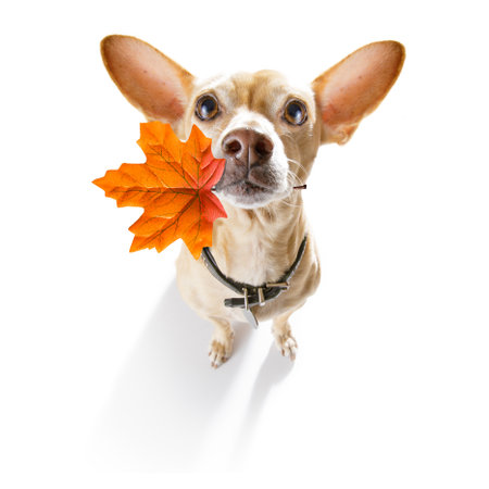 dog in atumn with leaf in mouth waiting to go for a walk with owner in fall, isolated on white backgroundの写真素材
