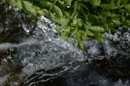 Spring streamの写真素材