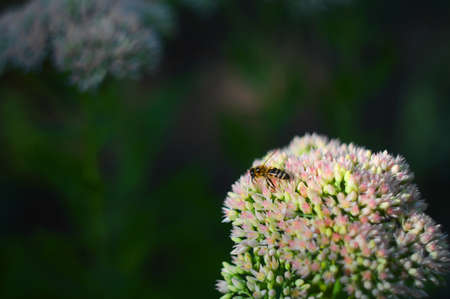 Bee resting on flowersの写真素材