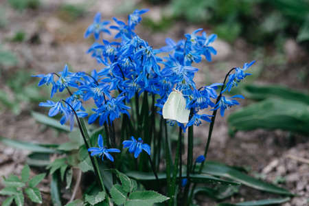 Closed up Butterfly on flower -Blur flower backgroundの写真素材