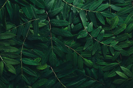 The layout of the green leaves of a mountain ash. The natural concept. View from above. Low key. Flat lay.の写真素材