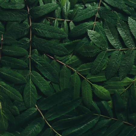 The layout of the green leaves of a mountain ash. The natural concept. View from above. Low key. Flat lay.の写真素材