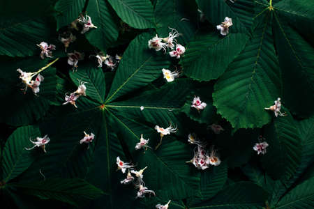 The layout of the green chestnut leaves with flowers. The natural concept. View from above. Low key. Flat lay.の写真素材