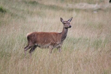 A deer on a flat lawn of Trentinoの写真素材