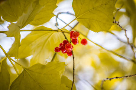 Withered berries among autumn leaves.の写真素材