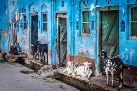 goats tied in the front of the houseのeditorial素材